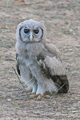 Verreaux's eagle-owl (Explored)