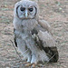 Verreaux's eagle-owl (Explored)