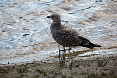 20140911 5137VRAw [NL] Möwe,  Terschelling