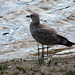 20140911 5137VRAw [NL] Möwe,  Terschelling