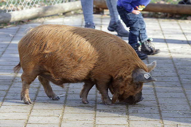 Schwein im Streichelzoo (Wilhelma)