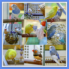 Pet Shop Birds