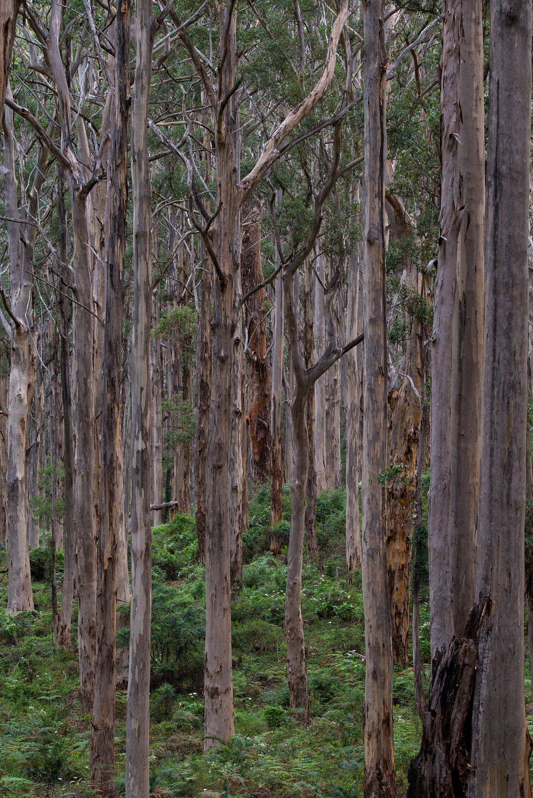 You cant see the Wood for the Trees.