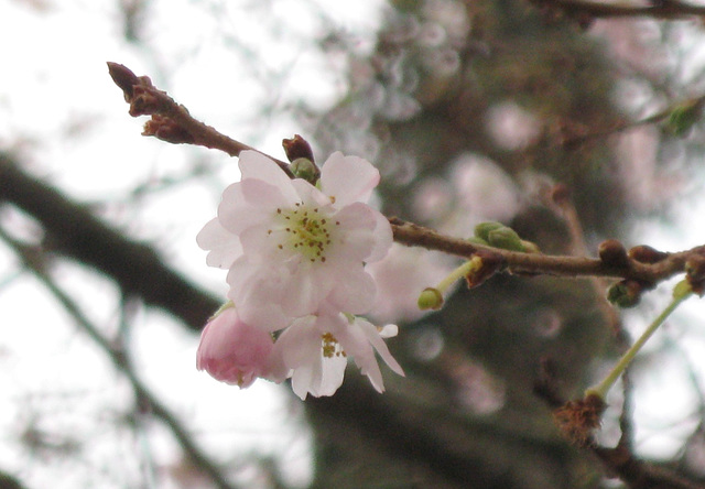 Kirschblüte im November?