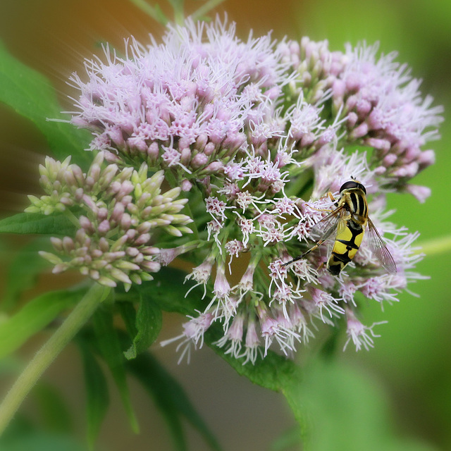 Helophilus pendulus