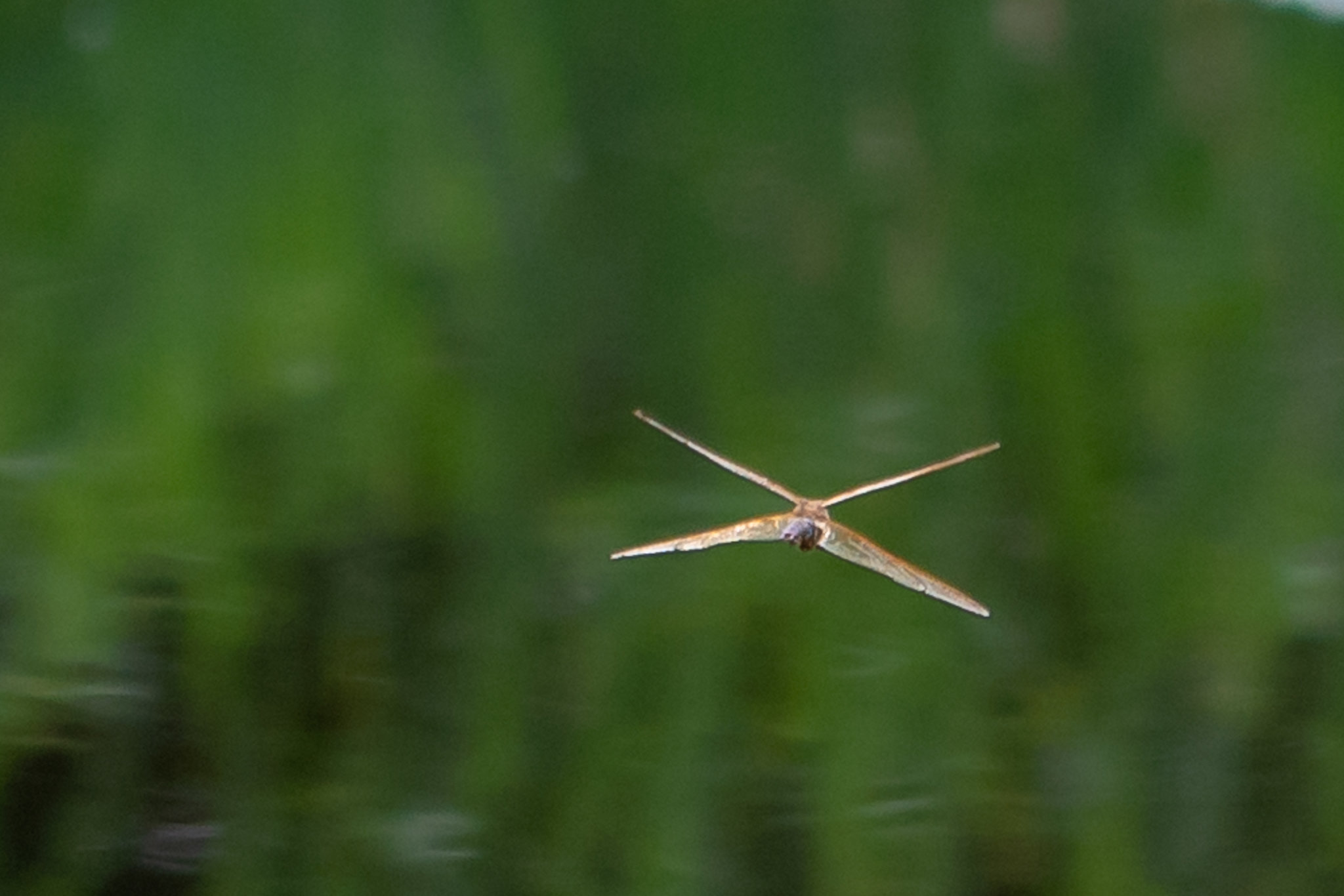 Brown Hawker-DSA 8452