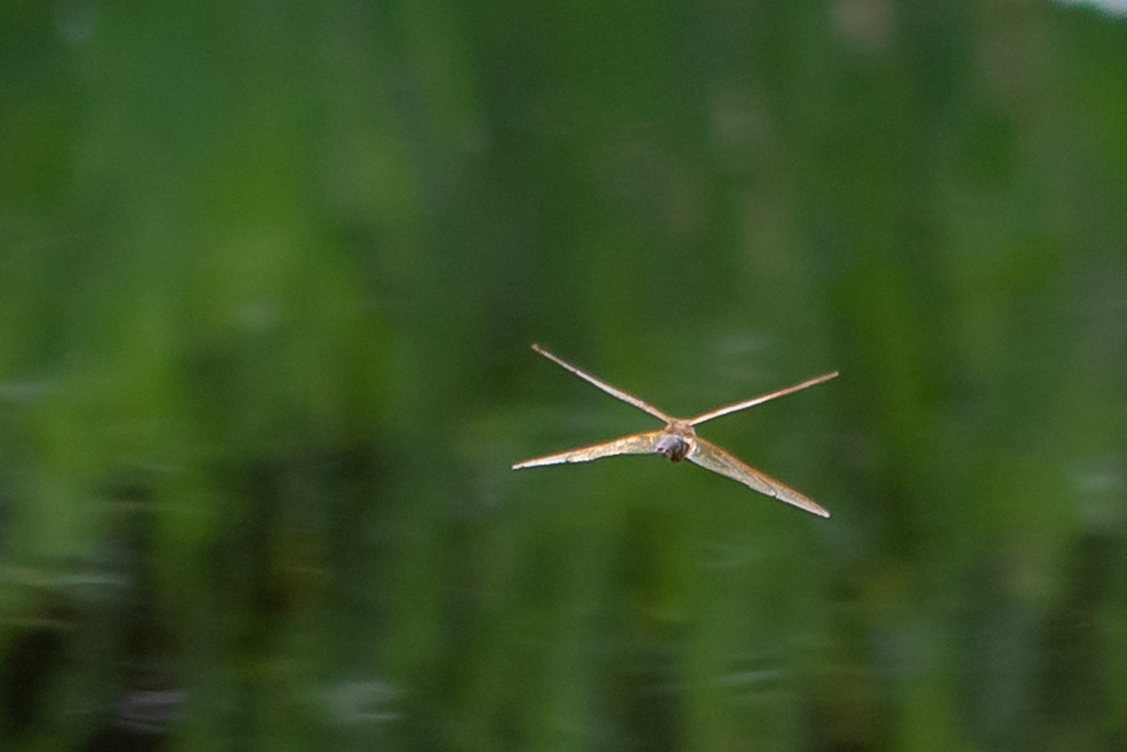 Brown Hawker-DSA 8452