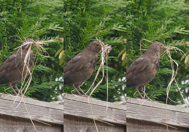 Nest builder