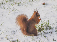 Red Squirrel