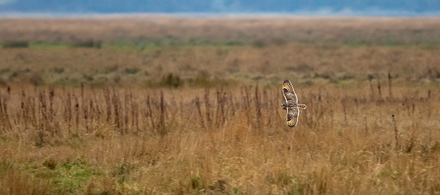 Short eared owl