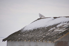 snowy owl on shed 3