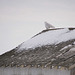 snowy owl on shed 3