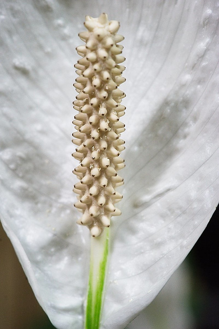 peace lilly detail