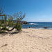 CORSICA - Murta Spana