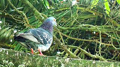 Pidgeon On  A Fence.