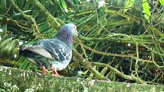 Pidgeon On  A Fence.