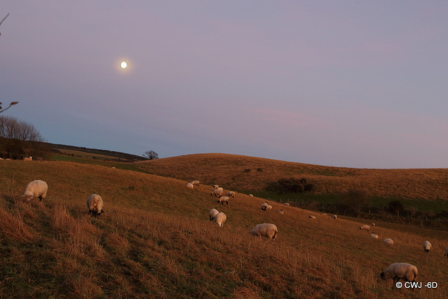 Flock by moonlight