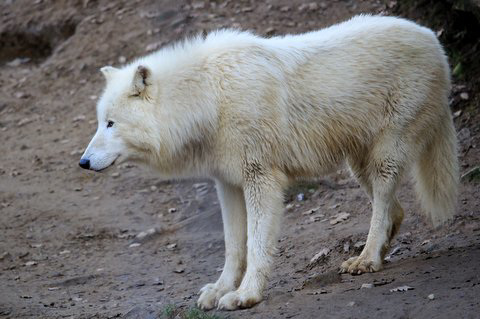 Loup de l'Arctique = Canis lupus (Canidé)