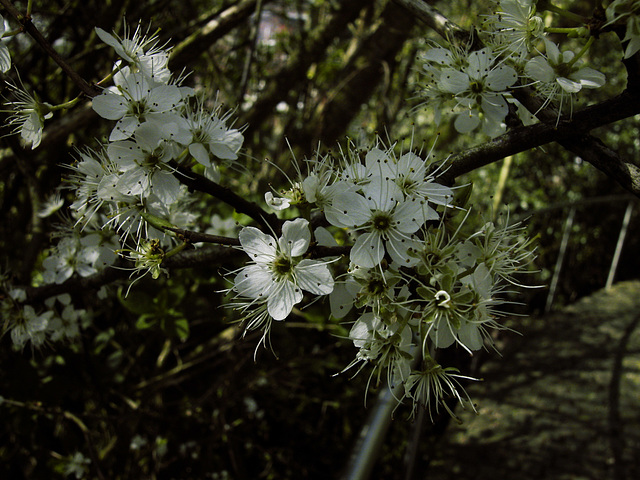 Schlehe (Prunus spinosa)