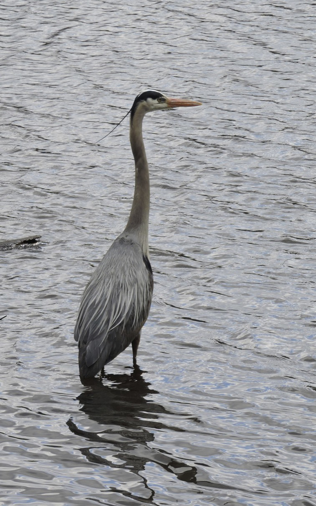 GBH Sapsucker NotDad