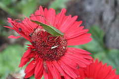 A Green Grasshopper enjoying a fading Gerber Daisy!