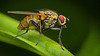 Die Fliege ist gestanden,wie ein Pflock :)) The fly stood as still as a stake :)) La mouche restait immobile comme un piquet :))