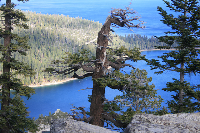 Tree and Emerald Bay
