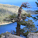 Tree and Emerald Bay