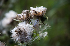 20140911 5136VRAw [NL] Distel,  Terschelling