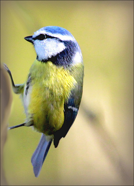 Petite bleue