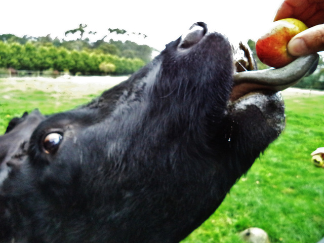 Martha loves apples