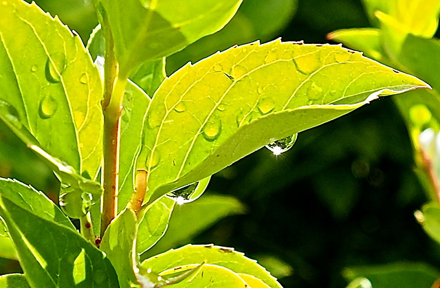 After a rain shower.