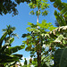 Papaya Tree in Miedu