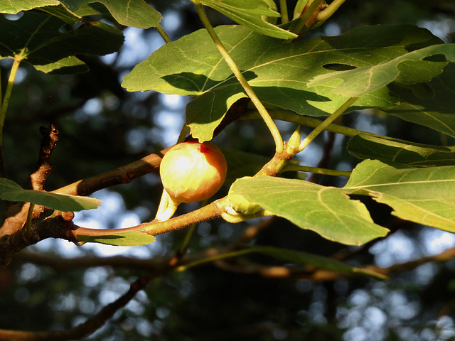 Figs are starting to get ripe