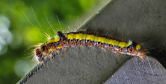 20210709 1614CPw [D~OS] Pfeileule (Acronicta psi), Raupe, Zoo Osnabrück