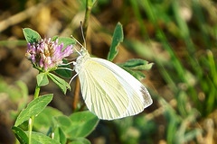 Pieris rapae beim Abendbrot