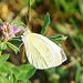 Pieris rapae beim Abendbrot