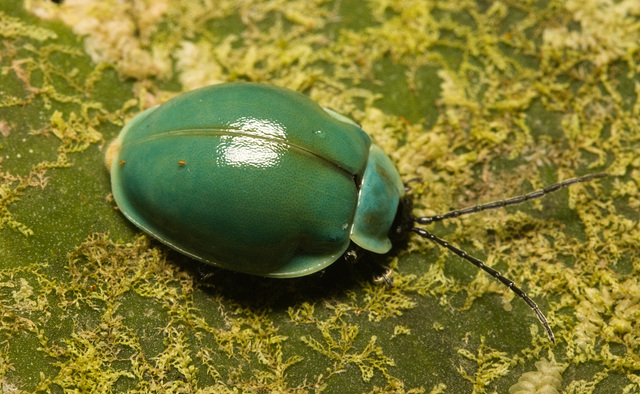 IMG 7069 Beetle