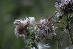 20140911 5135VRAw [NL] Distel,  Terschelling