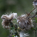 20140911 5135VRAw [NL] Distel,  Terschelling