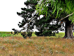Daisies under trees.
