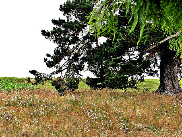 Daisies under trees.