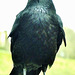 Crow