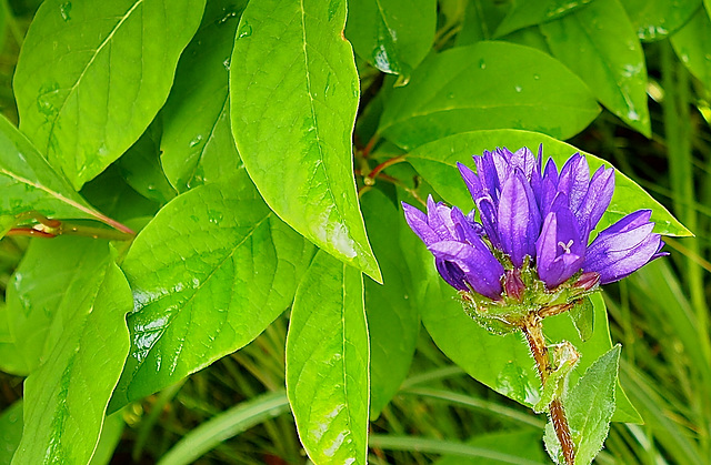 After a rain shower