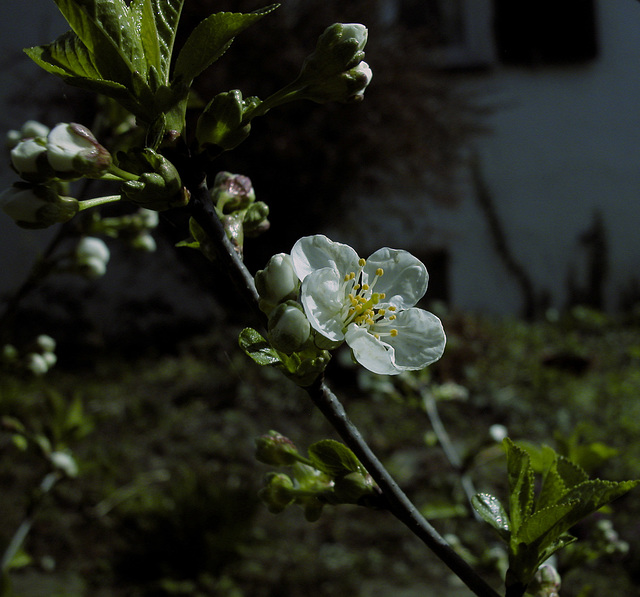 Sauerkirsche (Prunus cerasus)