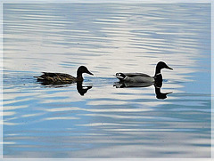 Couple de canards Colvert sur l'étang de Bétineuc (22)