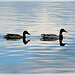 Couple de canards Colvert sur l'étang de Bétineuc (22)