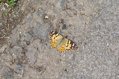 Vanessa cardui beim Sonnenbad