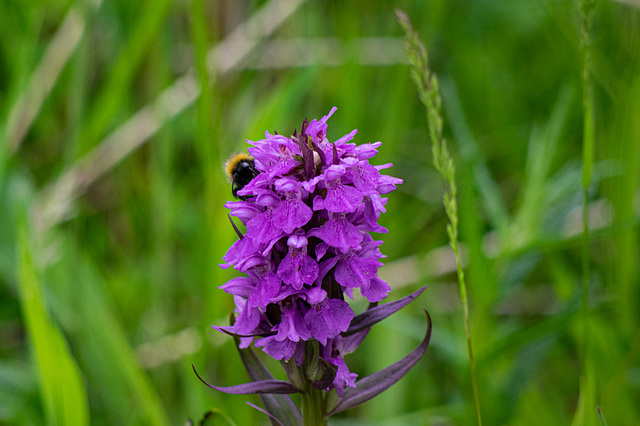 Marsh Orchid