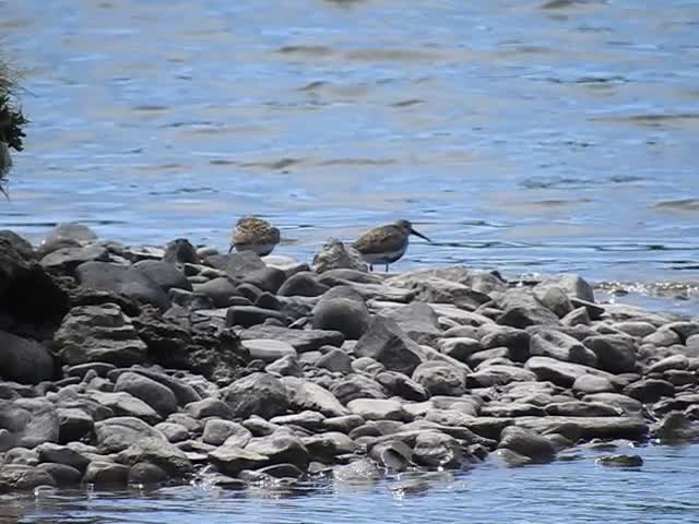 20190609 4900CP~V [R~GB] Alpenstrandläufer, Wales